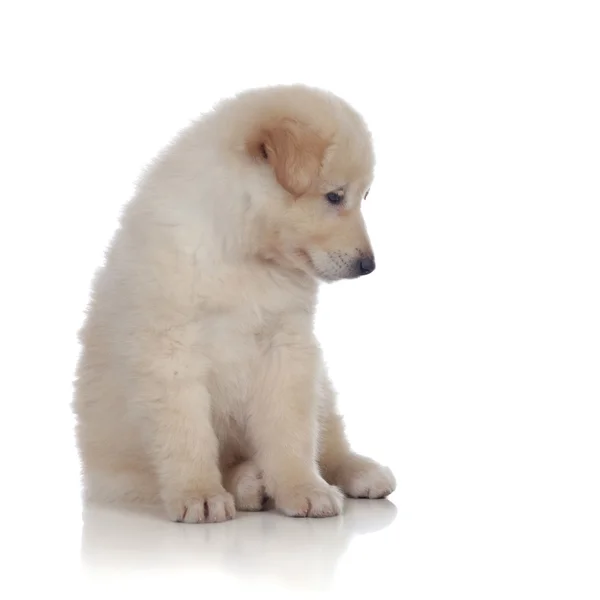 Cão agradável com cabelo branco macio sentado — Fotografia de Stock