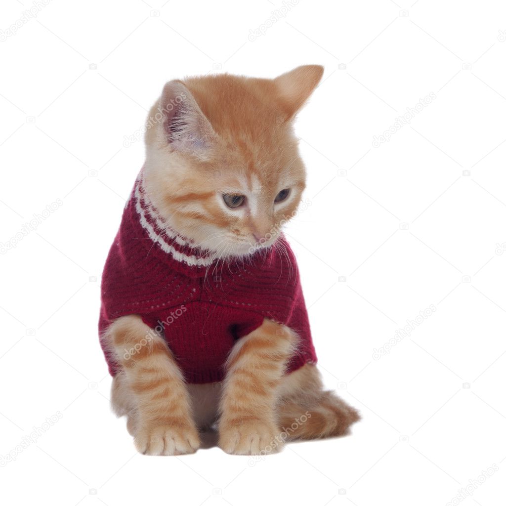 cat wool sweater