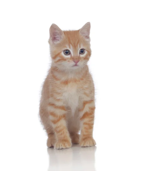 Beautiful red-haired kitten — Stock Photo, Image