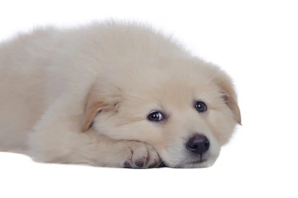 Cão agradável com cabelo branco macio dormindo — Fotografia de Stock