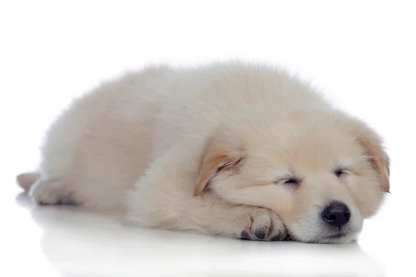 Bel cane con morbidi capelli bianchi che dorme — Foto Stock