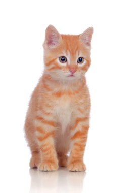 güzel kızıl saçlı yavru kedi