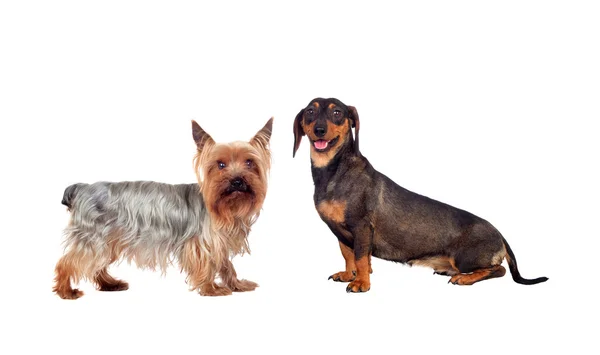 Couple of dog, a dachshund and yorkshire — Stock Photo, Image