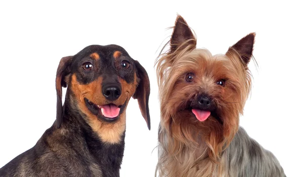 Un par de perros, un perro salchicha y yorkshire — Foto de Stock