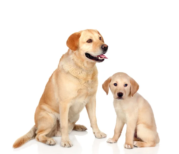 Volwassen hond met puppy zitten — Stockfoto