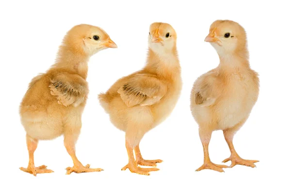 Three yellow chickens — Stock Photo, Image