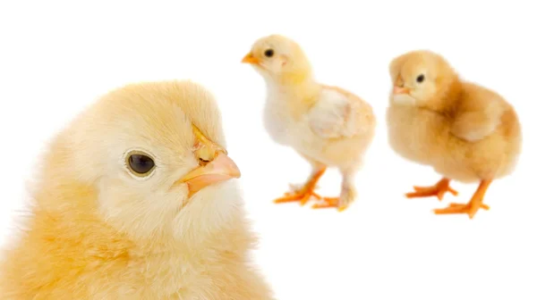 Three yellow chickens — Stock Photo, Image