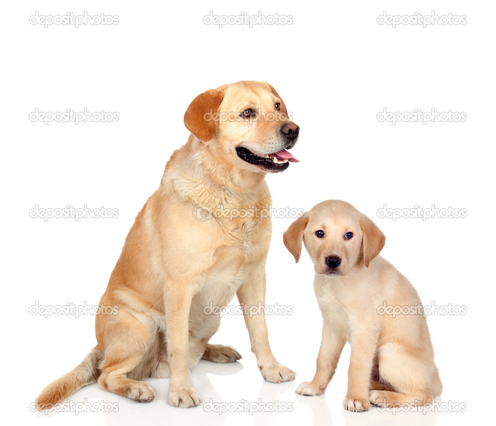 大人の犬に座っている子犬と ストック写真 C Gelpi