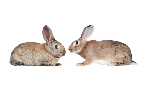 Couple of rabbits faced — Stock Photo, Image