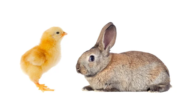 Yellow chicken and brown rabbit — Stock Photo, Image