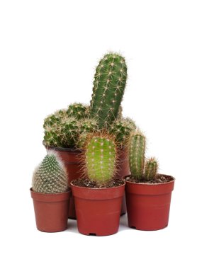 Thorny cactus plants isolated clipart