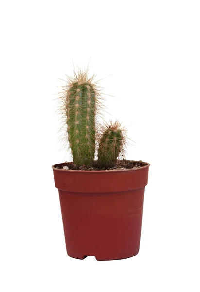 Thorny cactus plant isolated — Stock Photo, Image