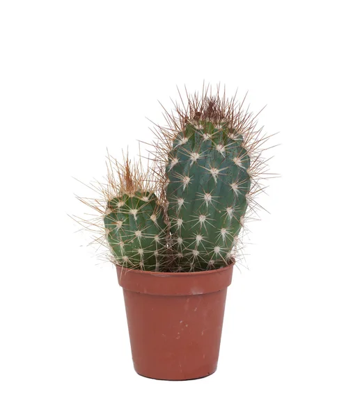 Thorny cactus plant isolated — Stock Photo, Image