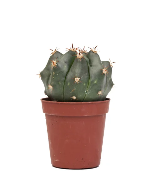 Thorny cactus plant isolated — Stock Photo, Image