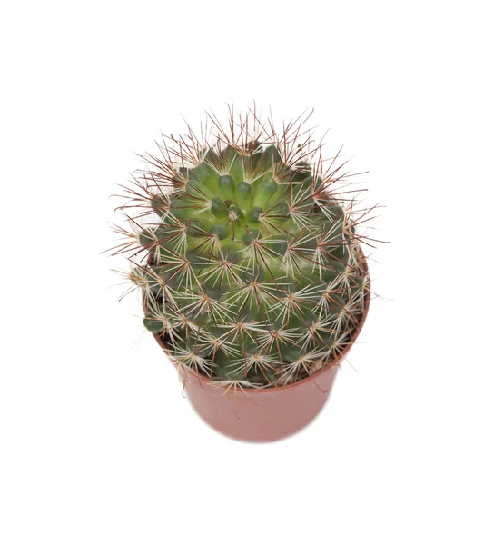 Netelige cactus plant geïsoleerd — Stockfoto