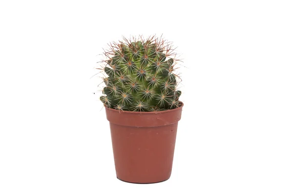 Thorny cactus plant isolated — Stock Photo, Image