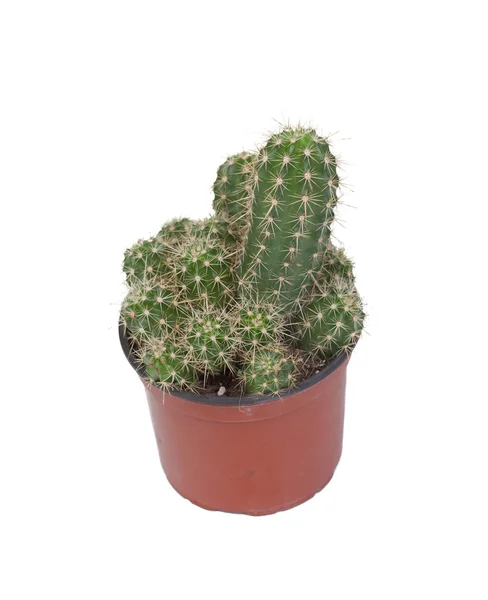 Netelige cactus plant geïsoleerd — Stockfoto