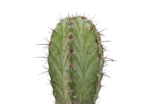 Netelige cactus plant geïsoleerd — Stockfoto