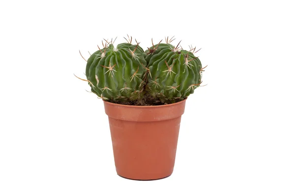 Planta de cactus espinoso aislado — Foto de Stock