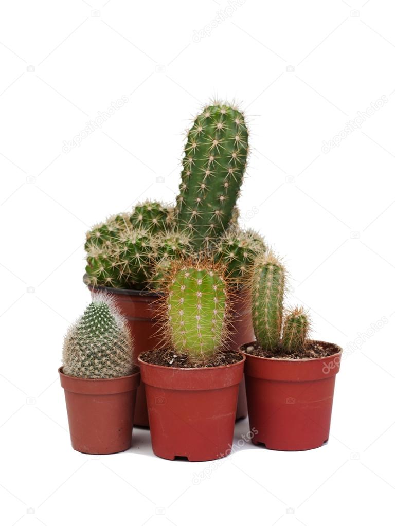 Thorny cactus plants isolated