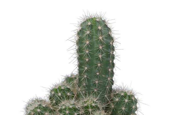 Un joli spécimen de cactus — Photo