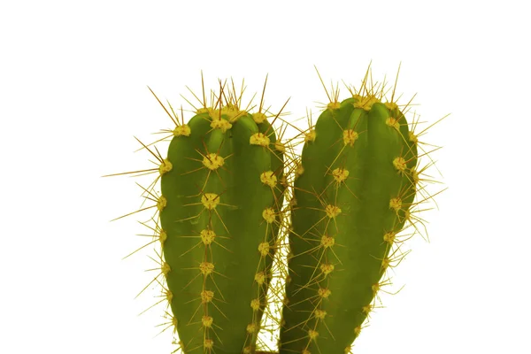 Thorny cactus plant isolated — Stock Photo, Image