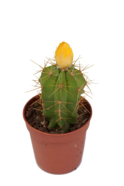 Un bonito espécimen de cactus — Foto de Stock