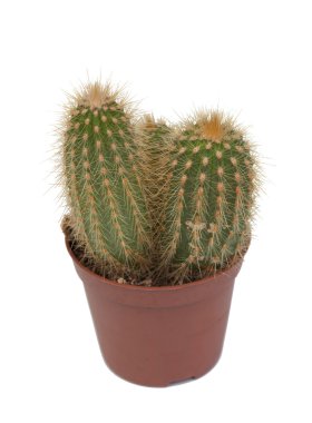 güzel bir parça kaktüs