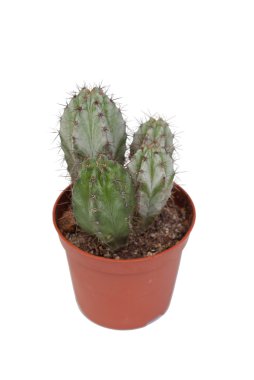 güzel bir parça kaktüs