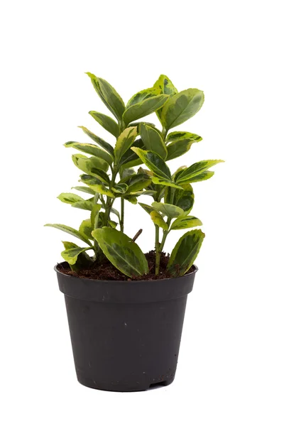Pote com uma planta agradável — Fotografia de Stock