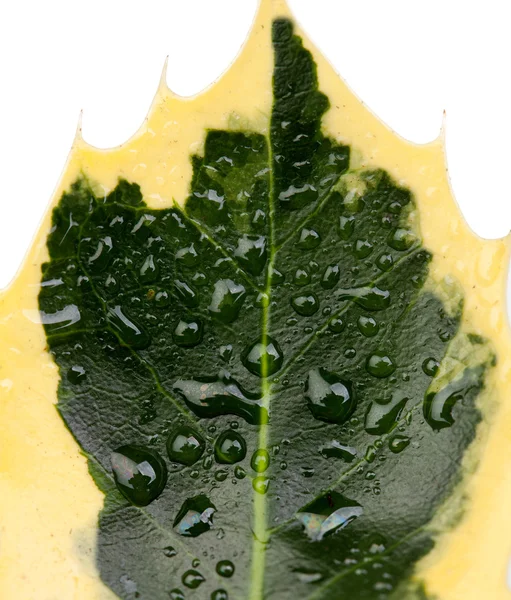 Зеленый лист крупного плана растения — стоковое фото