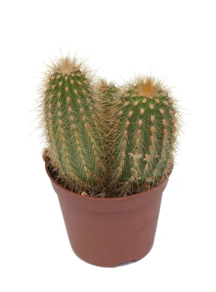 Een mooi exemplaar van cactus — Stockfoto