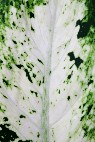A növény zöld levele — Stock Fotó