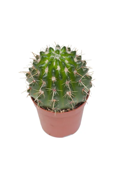 A nice specimen of cactus — Stock Photo, Image