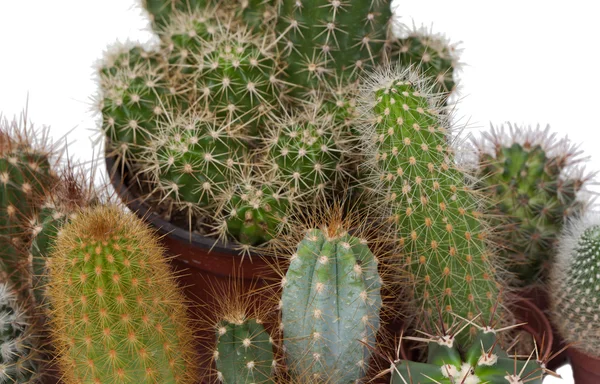 Many specimen of cactus, — Stock Photo, Image