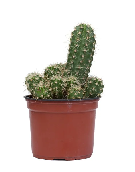 Ładny wzór kaktus — Zdjęcie stockowe