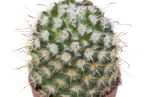 Vele specimen van cactus, — Stockfoto