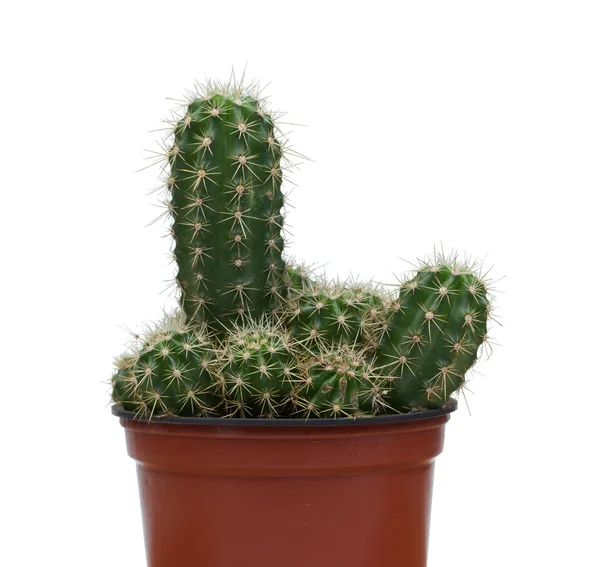 Een mooi exemplaar van cactus — Stockfoto