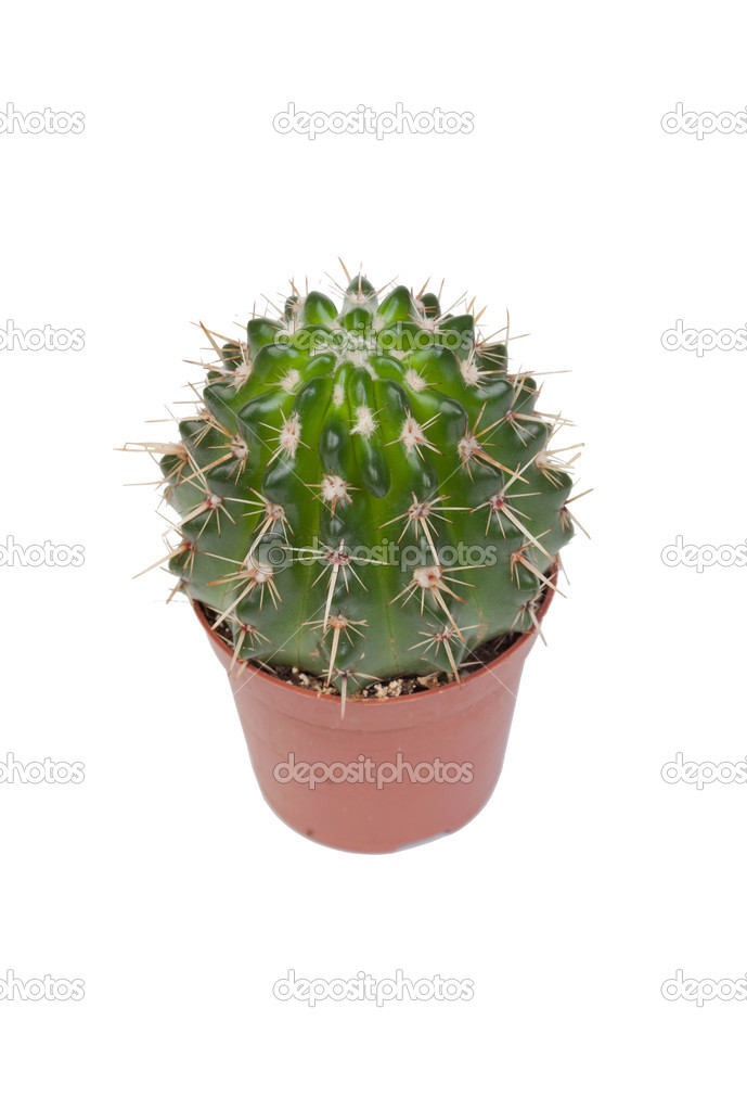 A nice specimen of cactus