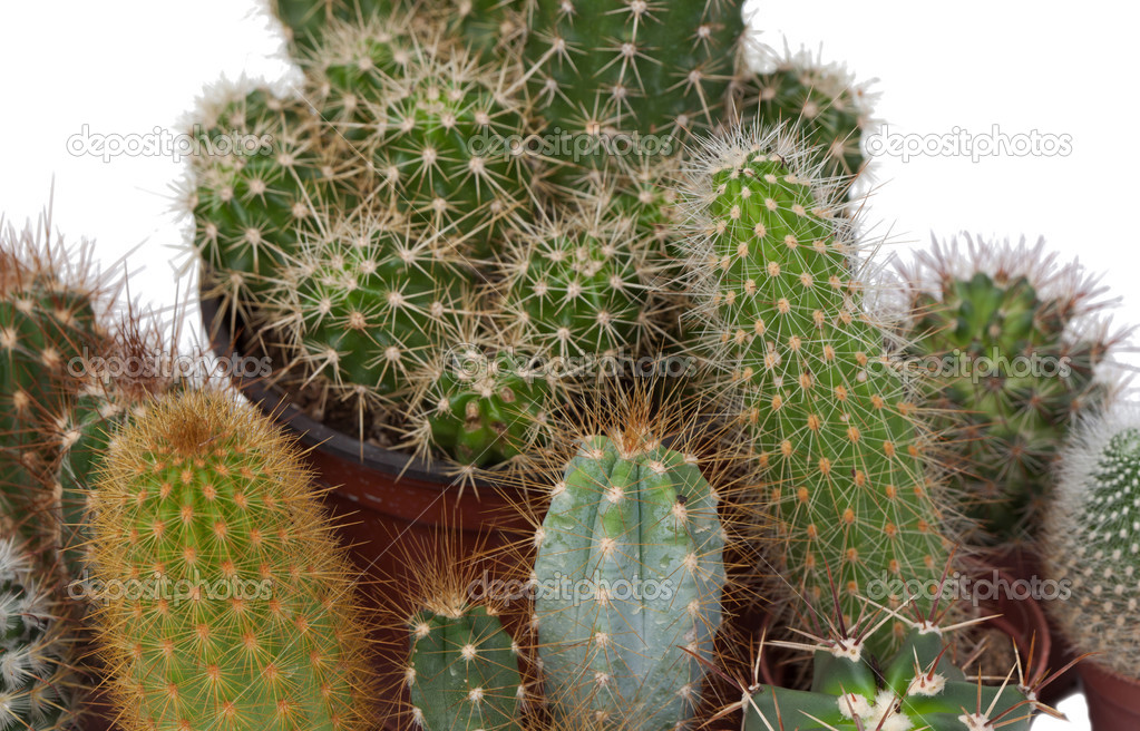 Many specimen of cactus,