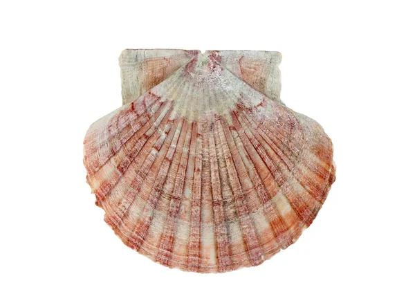 Scallop shell — Stock Photo, Image