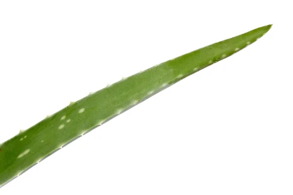Branch of the Aloe Vera plant — Stock Photo, Image
