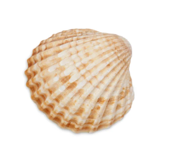 Scallop shell — Stock Photo, Image