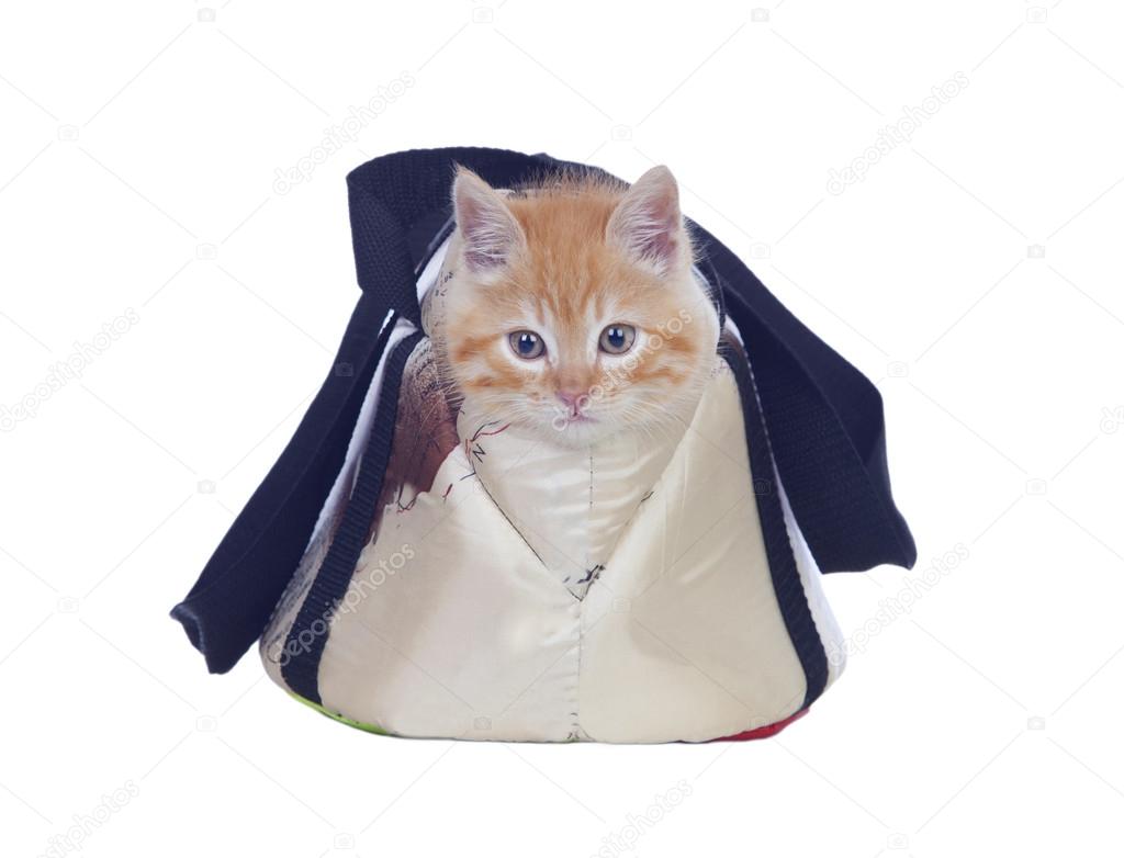 Beautiful red haired cat tucked into its carrying bag