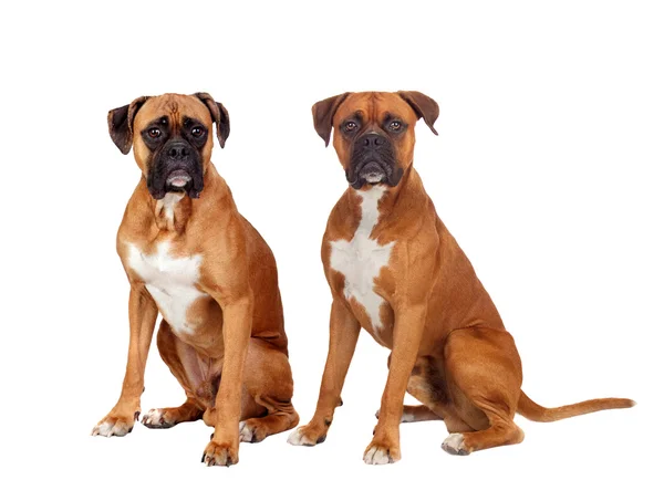 Dos perros de la misma raza sentados — Foto de Stock