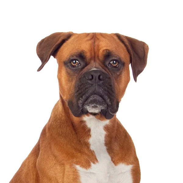 Bruine hond bulldog — Stockfoto