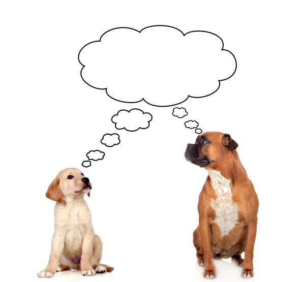 Två fundersam hundar — Stockfoto
