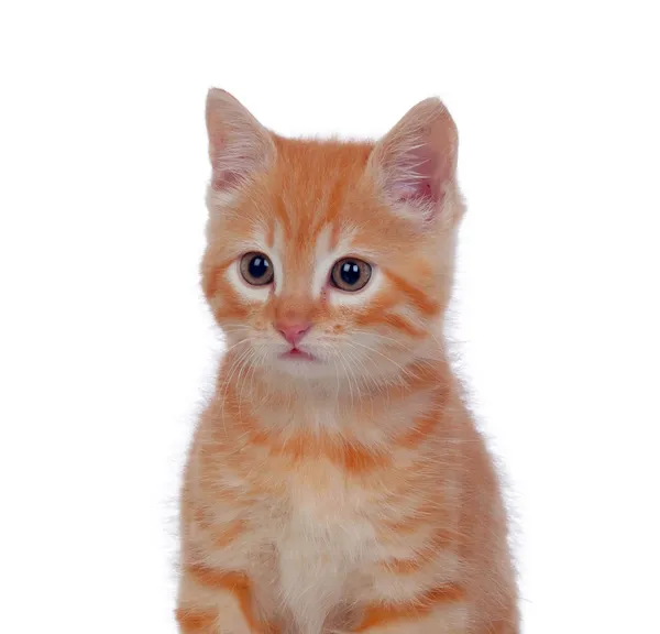 Hermoso gatito pelirrojo — Foto de Stock