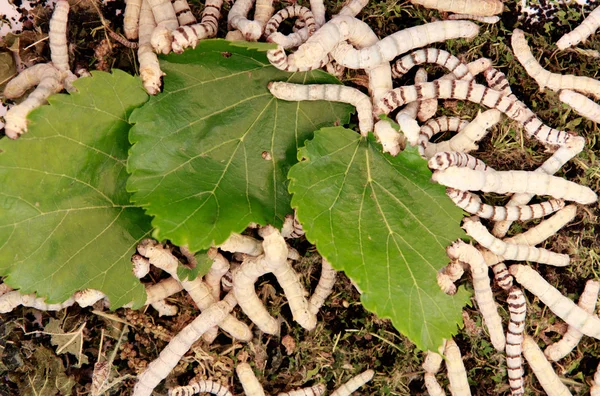 Mnoho bource morušového jíst listy moruše — Stock fotografie