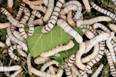 birçok silkworms dut yaprakları yiyor 